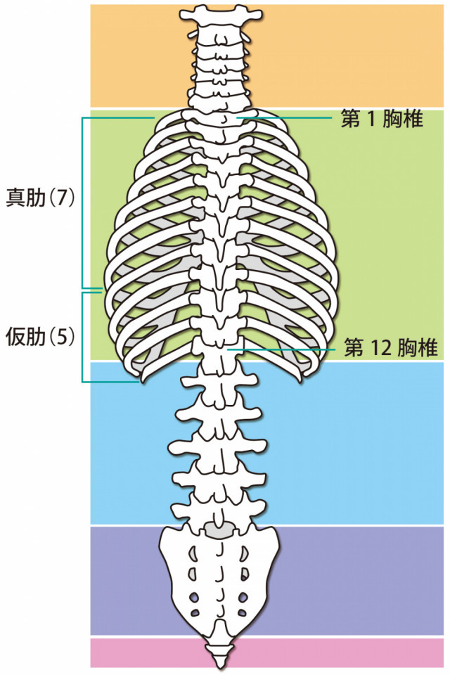 肋間神経痛 新潟の整体 医師も推薦 新潟名倉堂鍼灸整骨院